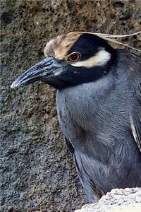 Yellow-Crowned Night Heron Bird Journal (Nyctanassa Violacea)