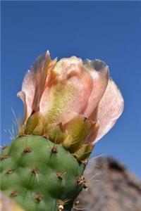Pink Cactus Bloom in the Desert Journal