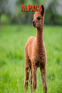 Alpaca