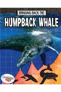 Humpback Whale