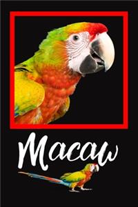 Macaw