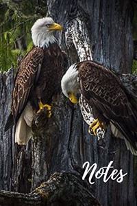 Bald Eagle Journal