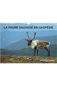 Faune Sauvage en Gaspesie 2017