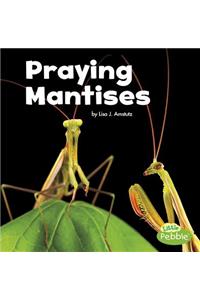 Praying Mantises