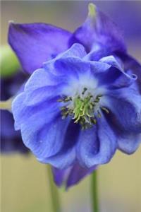 Colorado State Flower Blue Columbine Journal
