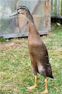 Indian Runner Duck Journal