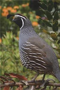 Common Quail (Coturnix Coturnix) Bird Journal
