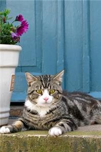 Pretty Tabby Cat on the Porch in Front of a Blue Door Journal