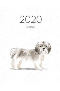 2020 Shih Tzu