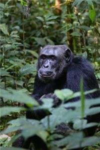 Chimpanzee in Uganda, Africa Journal