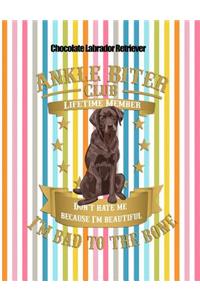 Chocolate Labrador