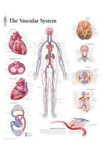 Pulmonary System Chart: Laminated Wall Chart