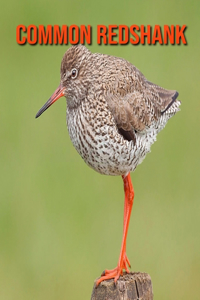 Common Redshank