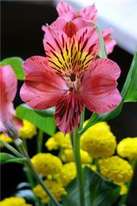 The Tigerlily Flower Journal