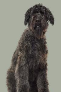 Bouvier Des Flandres