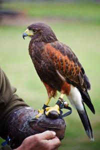 A Harris Hawk Bird of Prey Falconry Journal