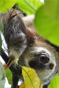 Sloth Upside Down in a Tree in the Rainforest Journal