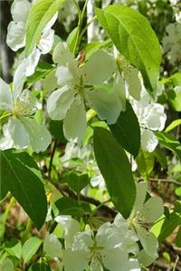 Flowering Trees Journal Springtime