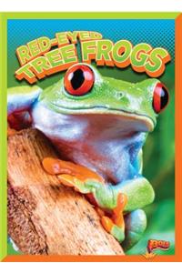 Red-Eyed Tree Frogs