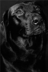 Black Lab Journal