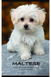 Maltese Note Monthly 2020 Planner 12 Month Calendar