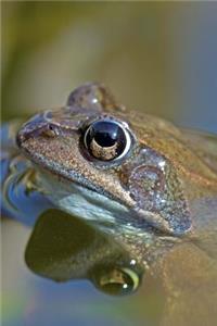 Common Frog Peeking out of the Water Journal