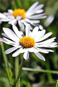 Daisy Notebook