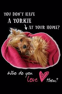 You Don't Have a Yorkie at Your Home? Who Do You Love Then?