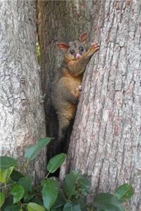 Hello Brown Possum In a Tree Wildlife Journal