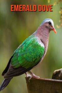 Emerald Dove