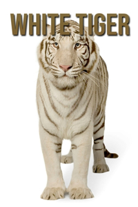 White Tiger