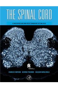 The Spinal Cord