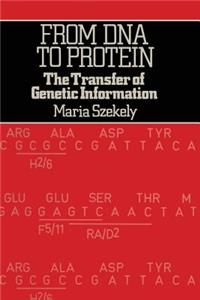 From DNA to Protein: The Transfer of Genetic Information
