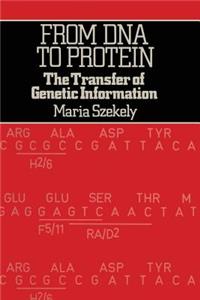 From Deoxyribonucleic Acid to Protein