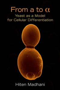 From A To _:Yeast As A Model For Cellular Differentiation