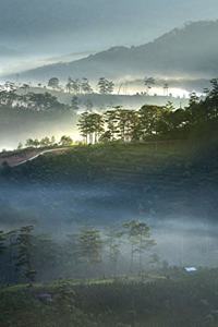 Misty Rice Fields in Vietnam Journal