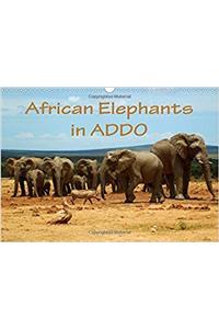 African Elephants in Addo 2017