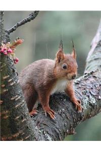 Attentive Squirrel on a Tree Branch Journal