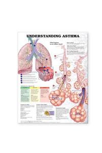 Understanding Asthma Anatomical Chart