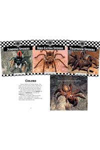 Spiders Set 1 (Set)