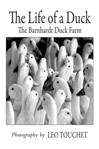 Life of a Duck