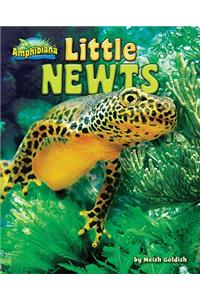 Little Newts