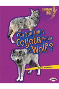 Can You Tell a Coyote from a Wolf?