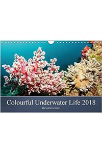 Colourful Underwater Life 2018 2018