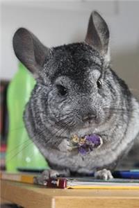 The Chinchilla Journal