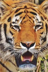 Majestic Tiger Journal