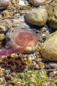 Jellyfish in a Tidepool