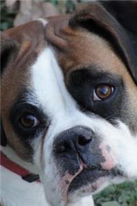 Look at the Cute Face! Boxer Puppy Dog Pet Journal