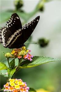 Exquisite Velvety Black and White Butterfly on a Flower Journal