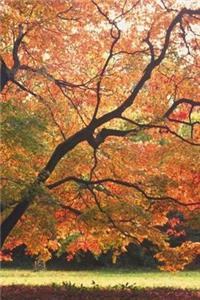 Journal Beautiful Fall Tree Autumn Season